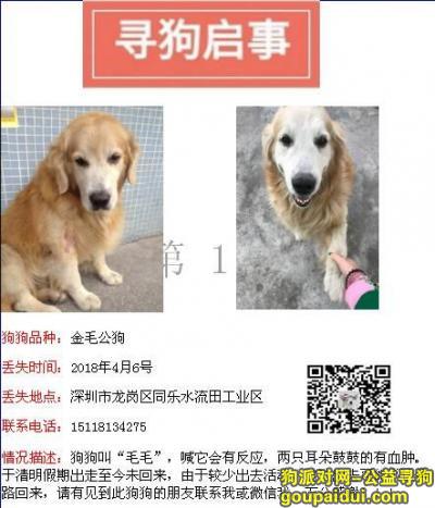 深圳龙岗同乐寻走失金毛犬，它是一只非常可爱的宠物狗狗，希望它早日回家，不要变成流浪狗。