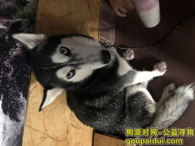 广东东莞 寻找爱犬哈士奇 蓝色眼睛，它是一只非常可爱的宠物狗狗，希望它早日回家，不要变成流浪狗。