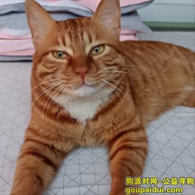 辽宁省沈阳市沈河区《有偿寻猫》——2000寻“深橘猫”，它是一只非常可爱的宠物狗狗，希望它早日回家，不要变成流浪狗。