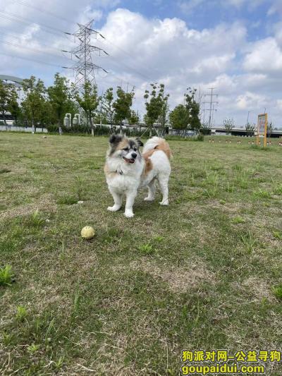 【苏州找狗】，江苏省苏州市常熟市《有偿寻狗》——“蝴蝶犬串串”，它是一只非常可爱的宠物狗狗，希望它早日回家，不要变成流浪狗。